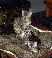 Lance at 17 and Trim at 12 weeks, finally becoming friends.  